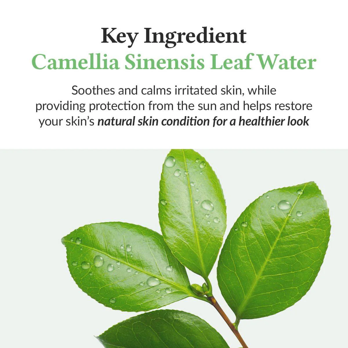 Dr. Althea Green Tea Fresh Sunscreen SPF50 45ml - Image 7