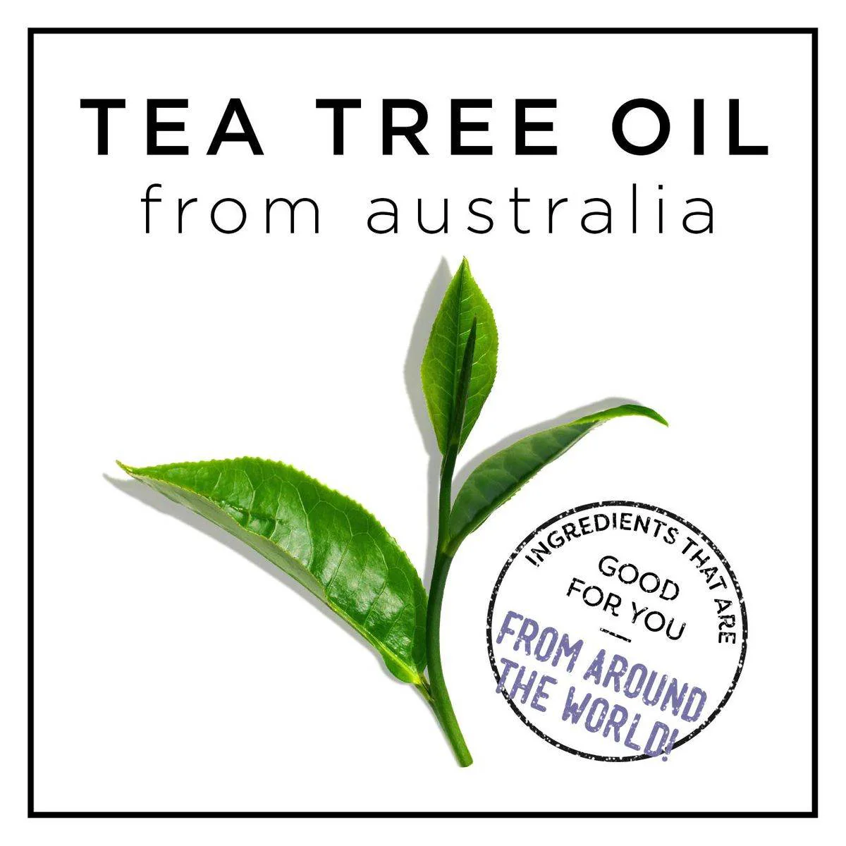 Hask Tea Tree Oil & Rosemary Hair & Scalp Hair Mask 50g - Image 5