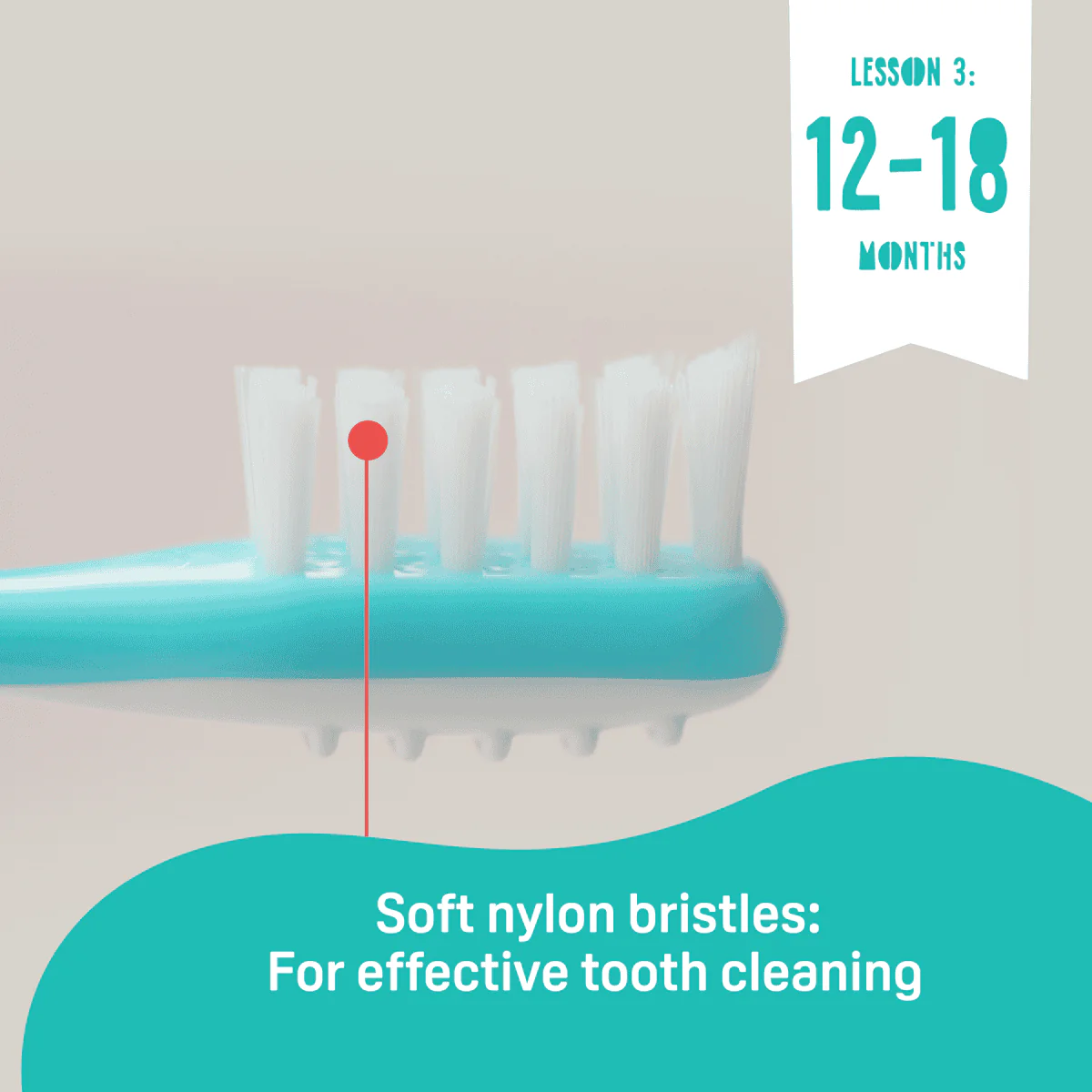 Pigeon Trainer Toothbrush Set - Image 3