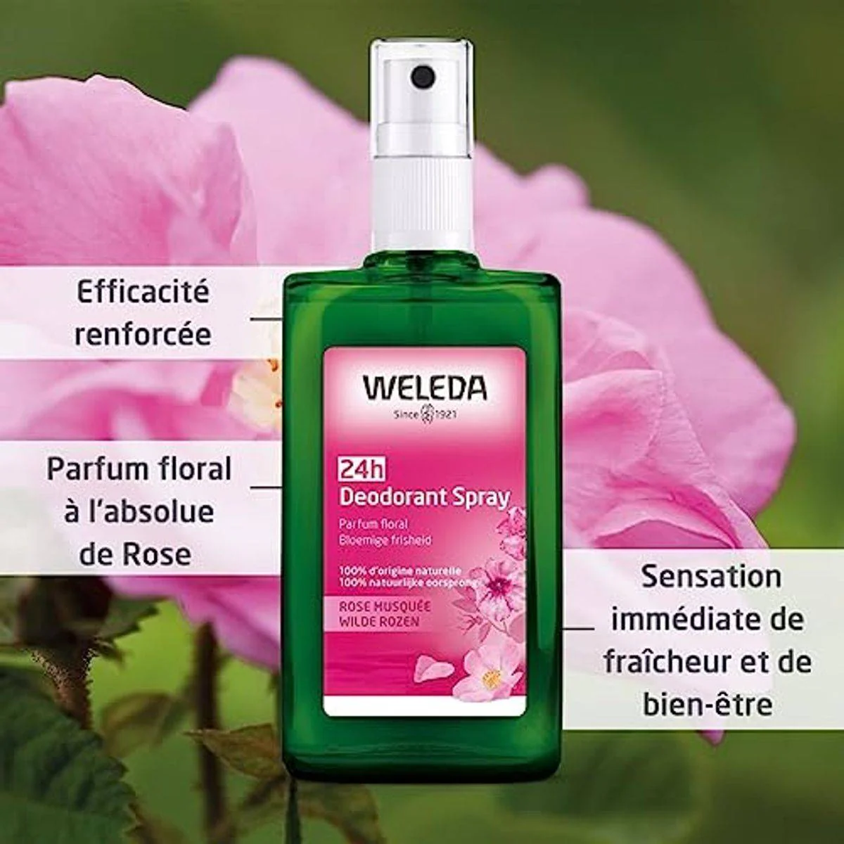 Weleda Wild Rose Deodorant 100ml - Image 4